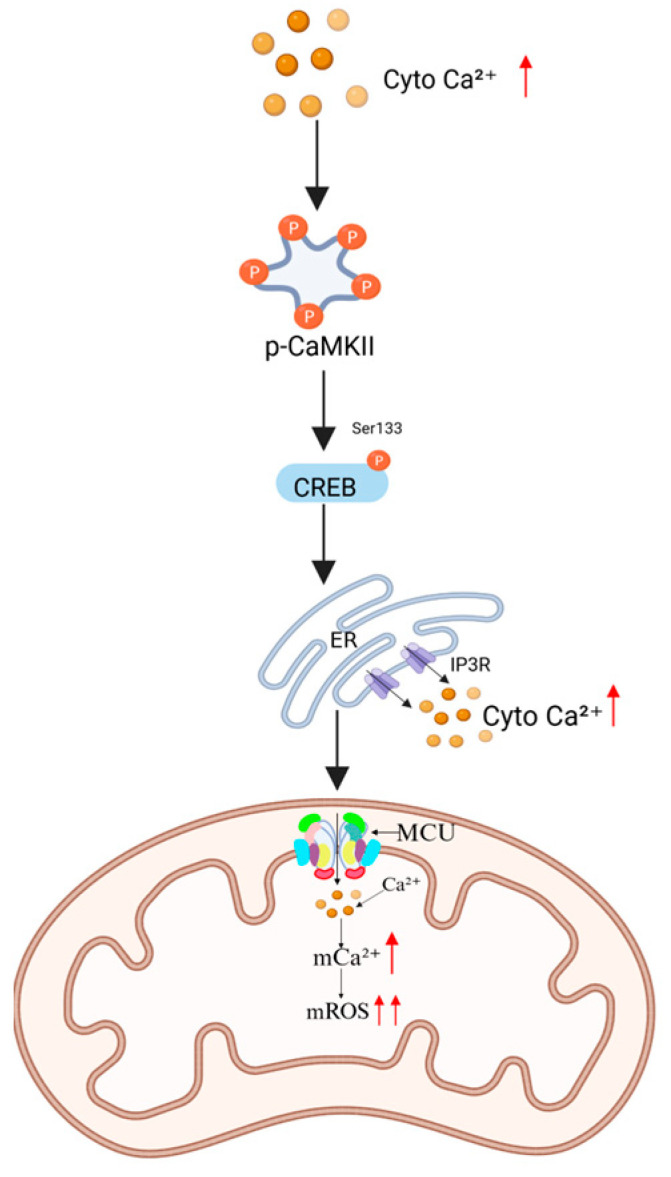 PMC12111645 – ijms-26-04732-f004