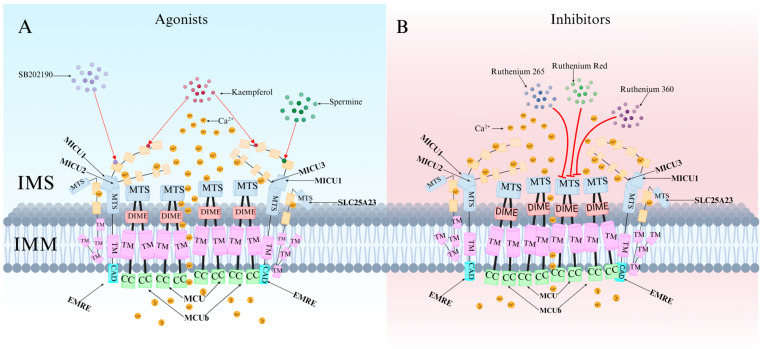 PMC12111645 – ijms-26-04732-f005