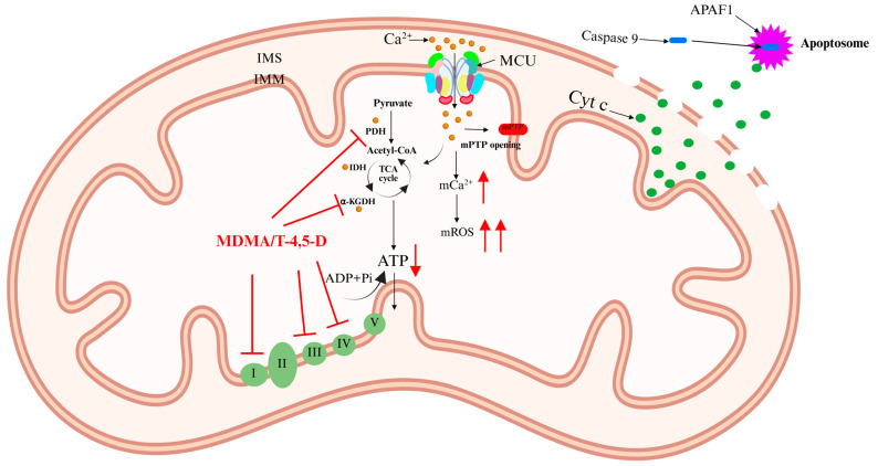 PMC12111645 – ijms-26-04732-f006