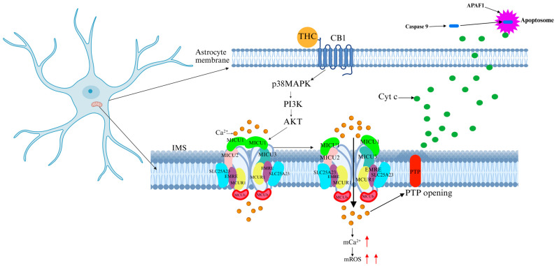 PMC12111645 – ijms-26-04732-f007