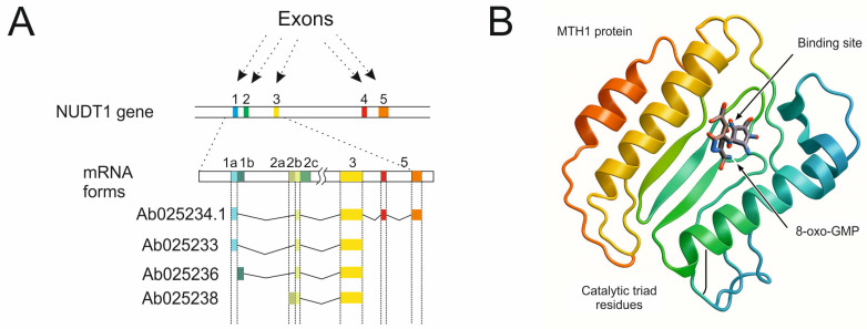 PMC12154510 – ijms-26-05137-f002