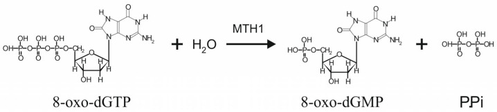 PMC12154510 – ijms-26-05137-f003