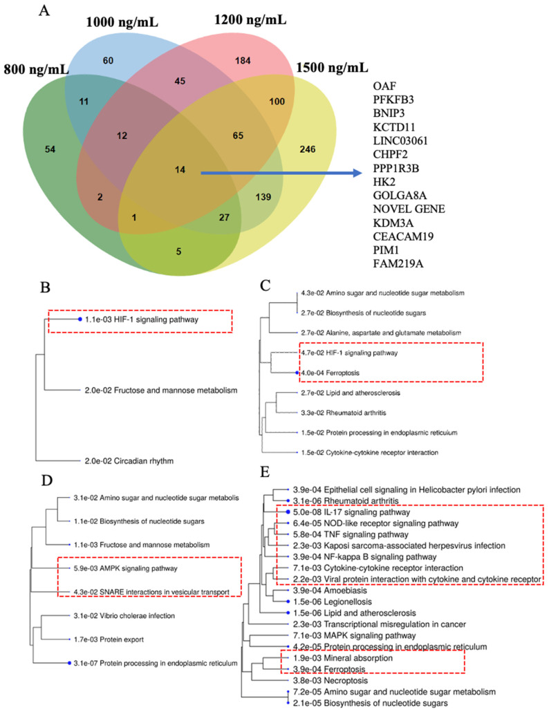 PMC12155351 – ijms-26-05212-f004