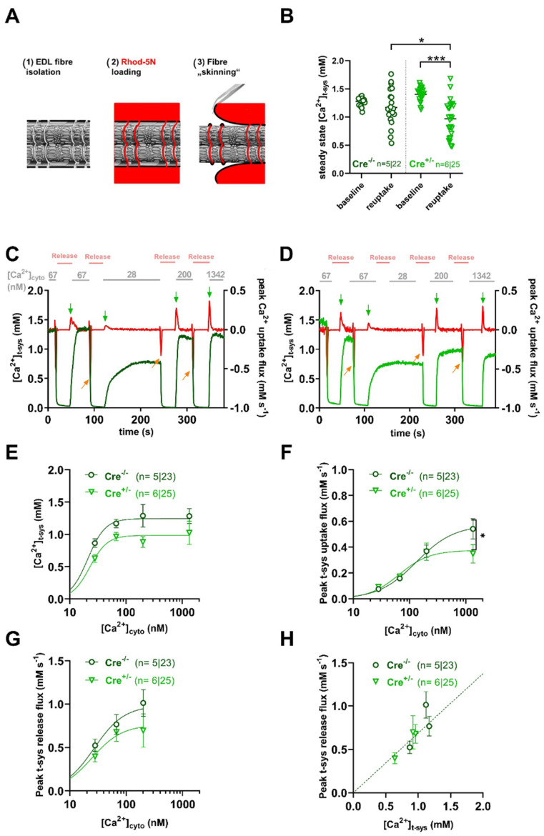 PMC12155153 – ijms-26-05291-f002