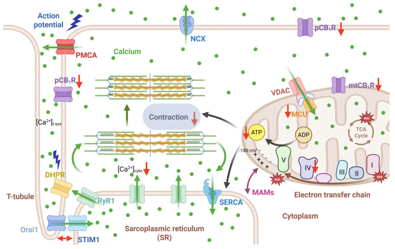 PMC12155153 – ijms-26-05291-f006