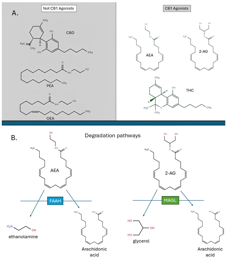PMC12192862 – ijms-26-05527-f001