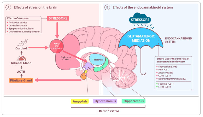 PMC12249340 – ijms-26-05929-f002
