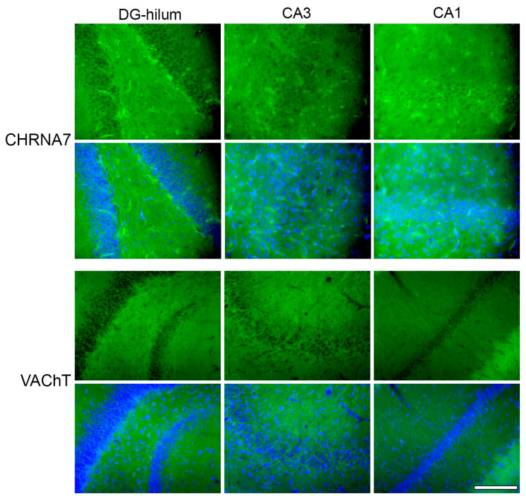 PMC12249681 – ijms-26-06144-f007