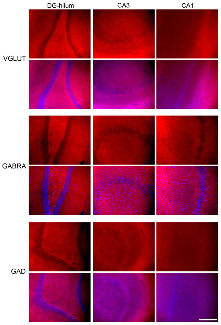 PMC12249681 – ijms-26-06144-f008