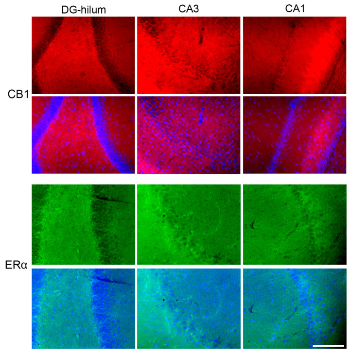PMC12249681 – ijms-26-06144-f009