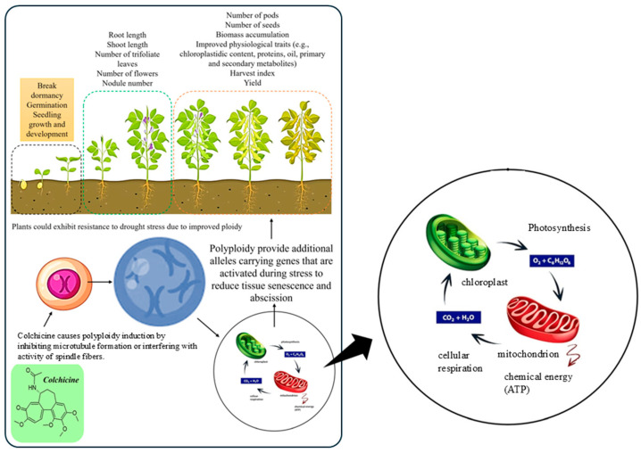 PMC12294850 – ijms-26-06743-f001