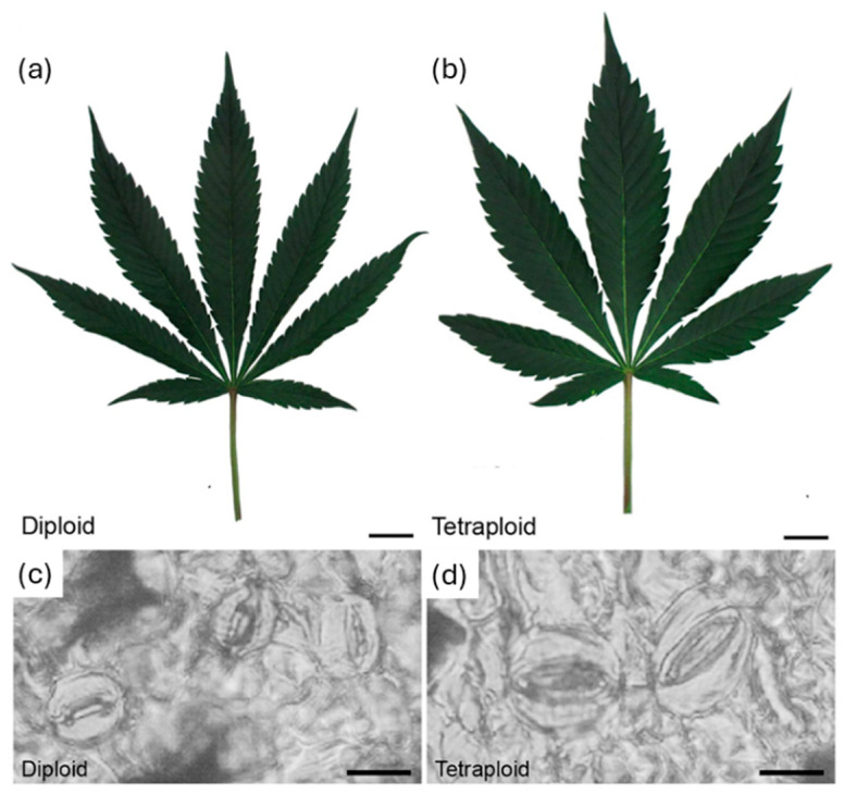 PMC12294850 – ijms-26-06743-f002