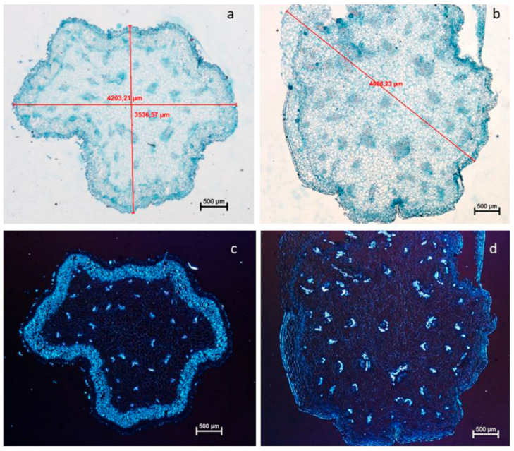 PMC12294850 – ijms-26-06743-f003