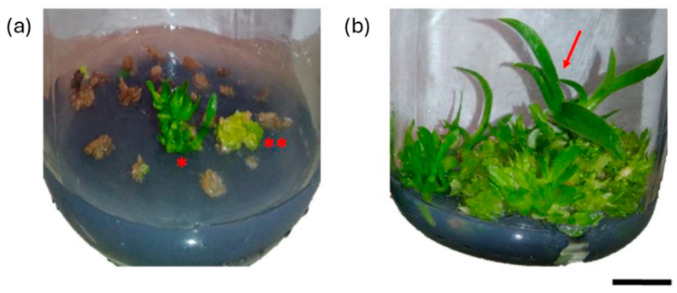 PMC12294850 – ijms-26-06743-f005