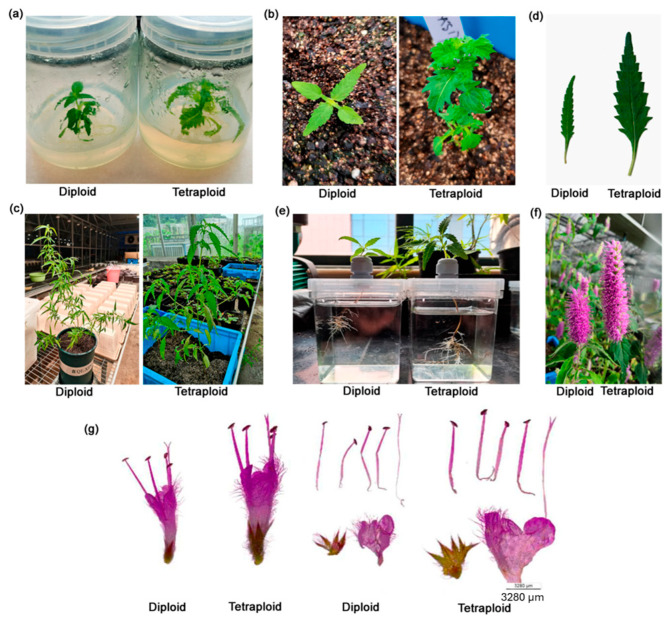 PMC12294850 – ijms-26-06743-f006