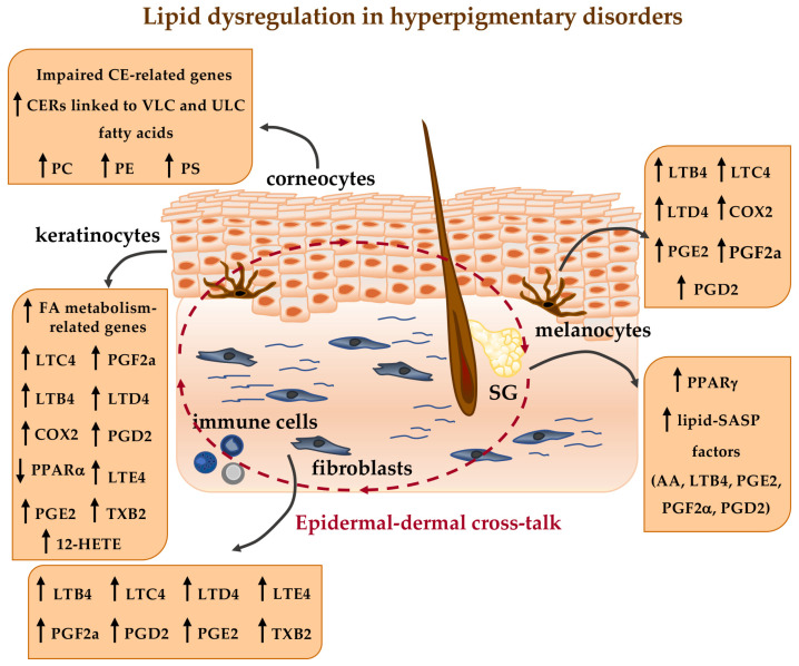 PMC12295737 – ijms-26-06785-f001