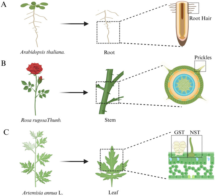 PMC12294984 – ijms-26-07008-f001