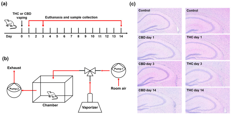 PMC12346642 – ijms-26-07106-f001