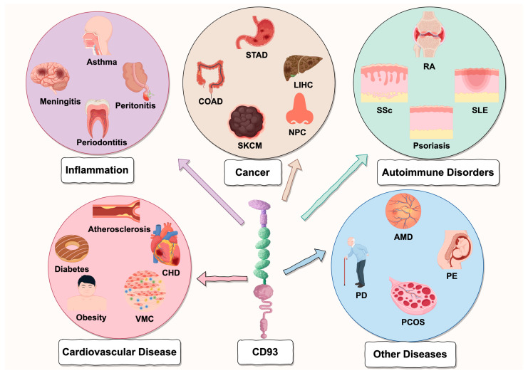 PMC12428824 – ijms-26-08617-f003