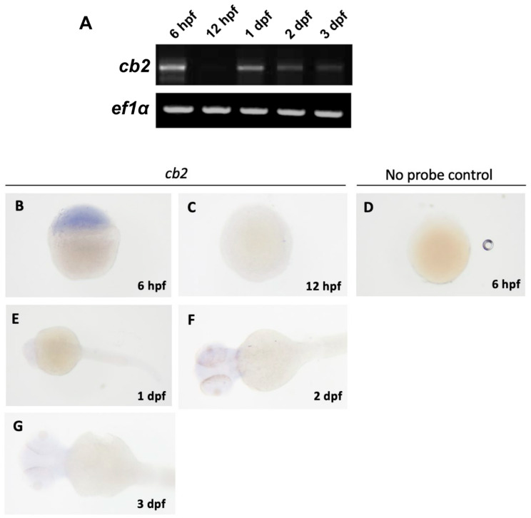 PMC12470358 – ijms-26-09165-f005