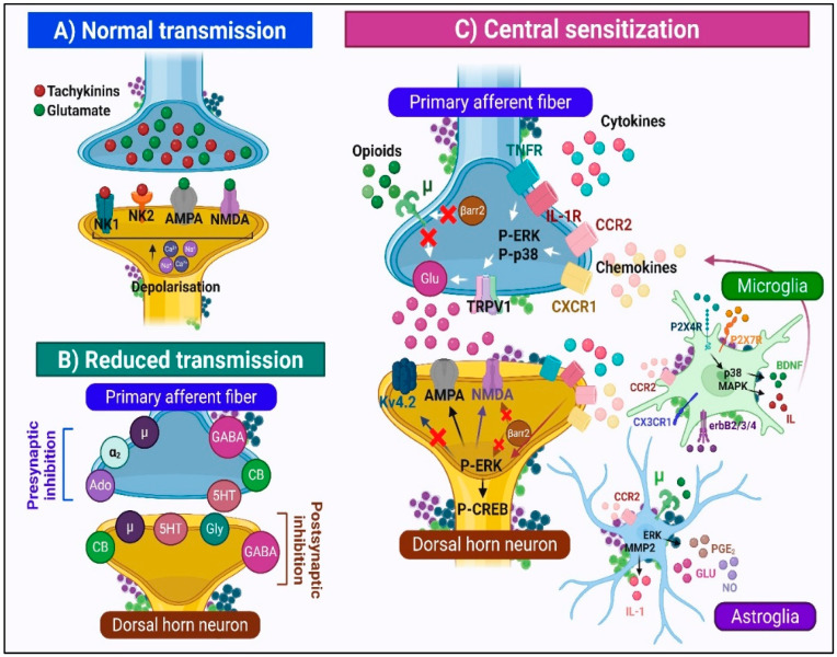 PMC12608865 – ijms-26-10692-f004