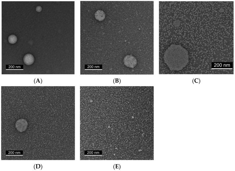 PMC12692288 – ijms-26-11525-f003