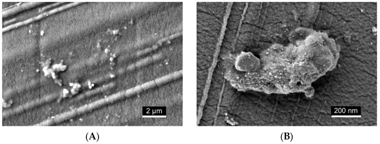 PMC12692288 – ijms-26-11525-f007