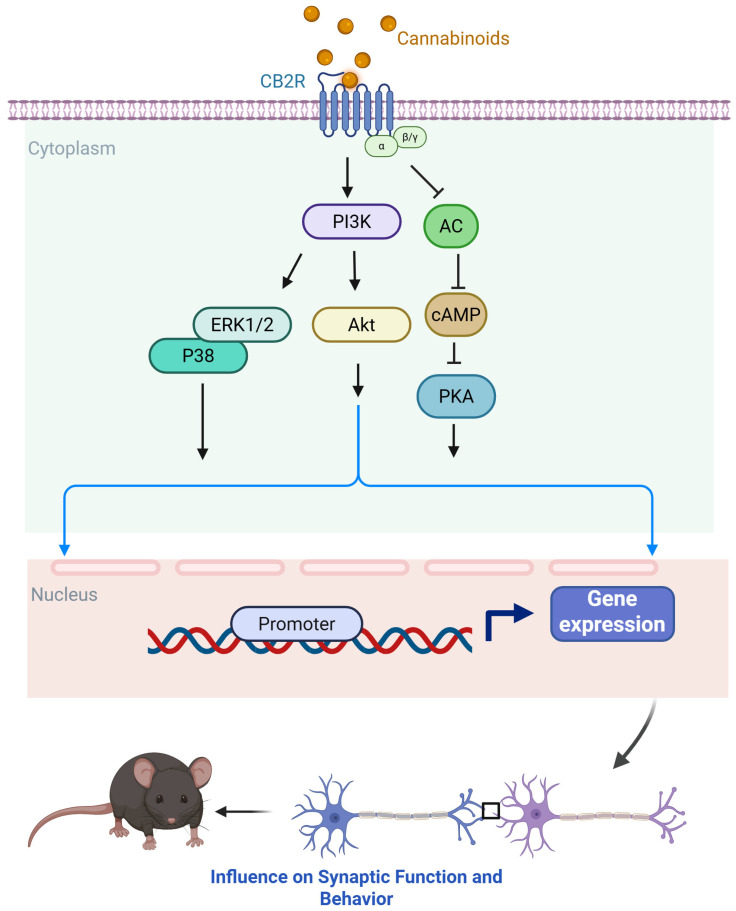 PMC12692213 – ijms-26-11632-f002