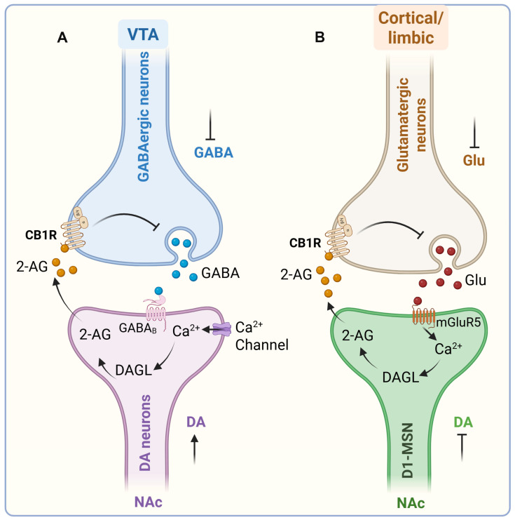 PMC12692213 – ijms-26-11632-f004