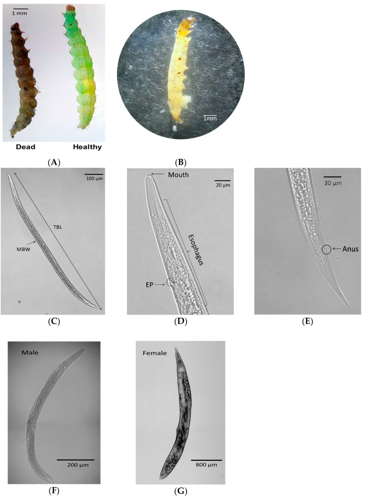 PMC7023448 – insects-11-00033-f001