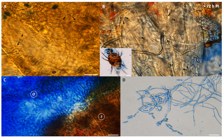 PMC8780889 – insects-13-00042-f002
