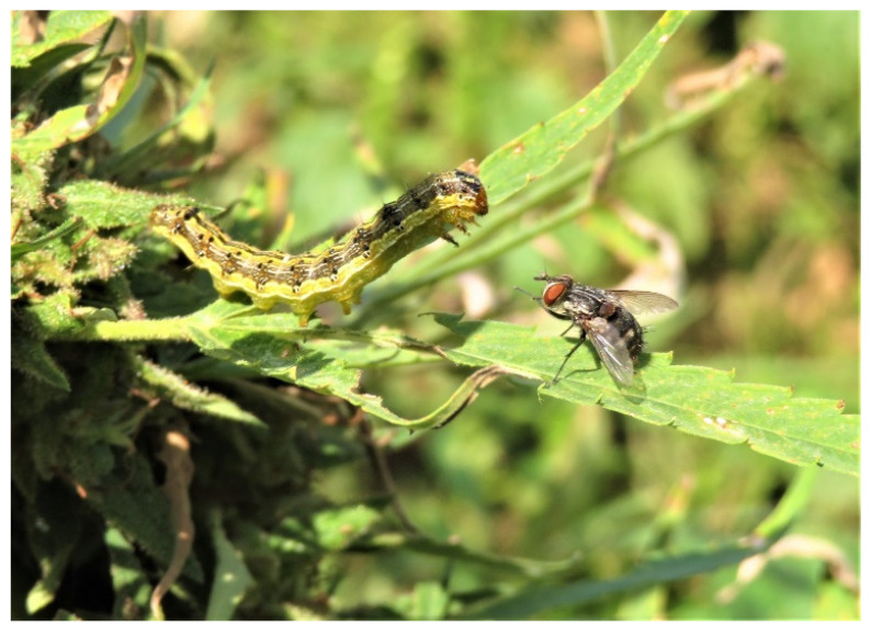 PMC9225452 – insects-13-00519-f001