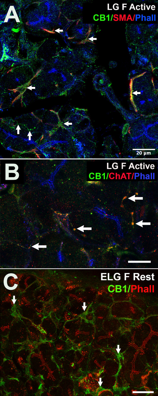 PMC11622162 – fig4
