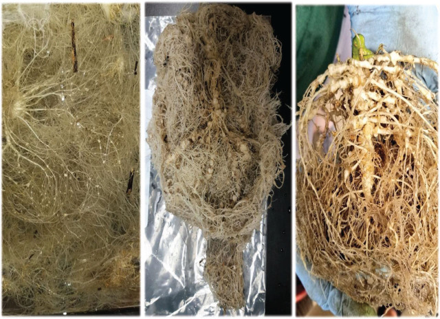 PMC10940272 – j_jofnem-2024-0003_fig_001