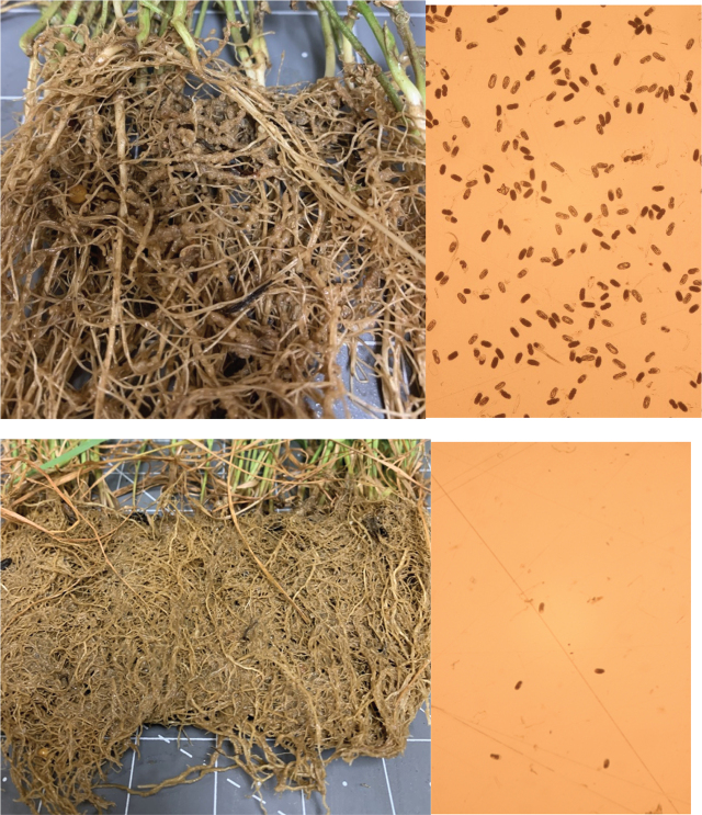 PMC12002861 – j_jofnem-2025-0015_fig_001