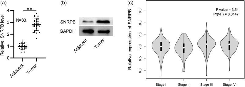 PMC9579862 – j_med-2022-0531_fig_001