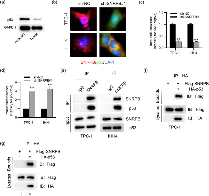 PMC9579862 – j_med-2022-0531_fig_004