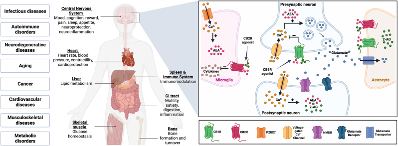 PMC10070009 – j_nipt-2023-0002_fig_001