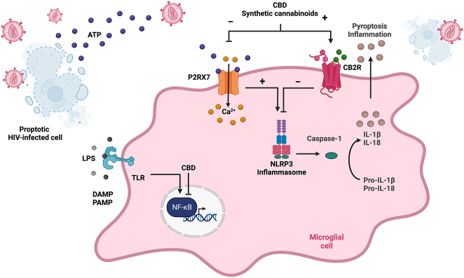 PMC10070009 – j_nipt-2023-0002_fig_002