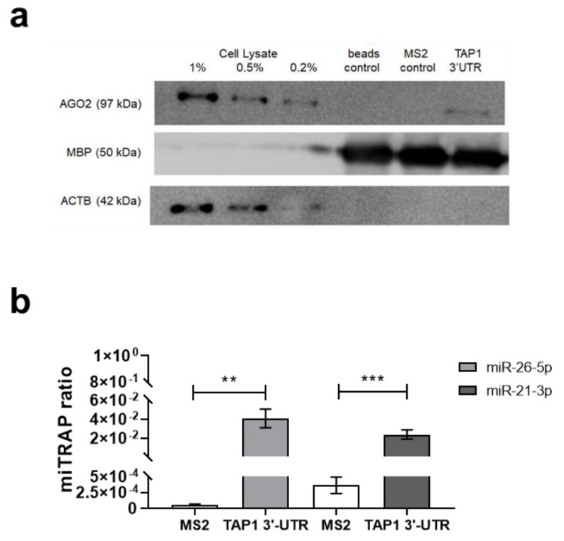PMC7563967 – jcm-09-02690-f002