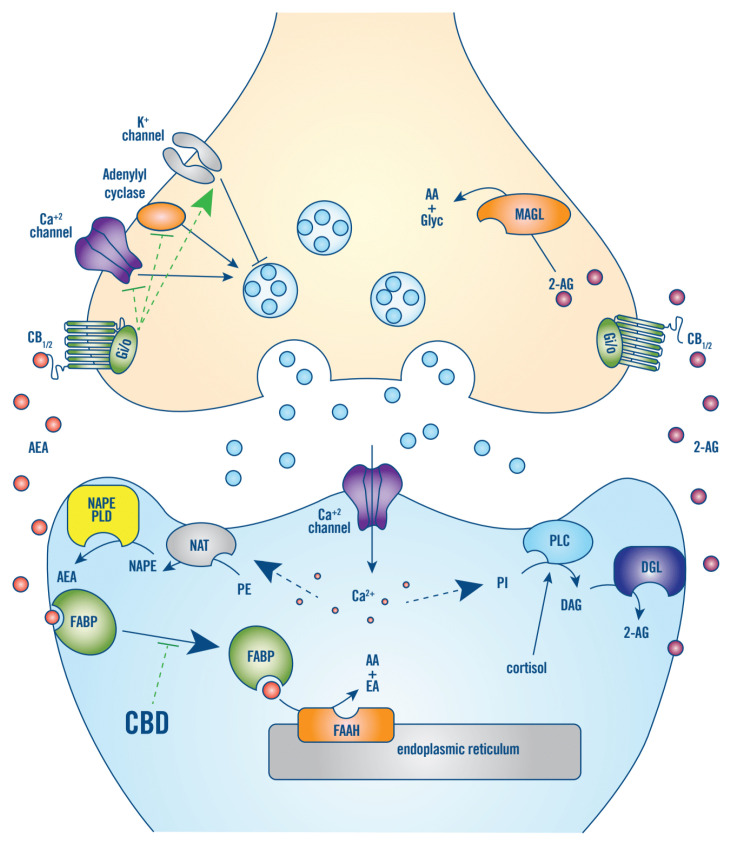 PMC8704602 – jcm-10-05852-f001