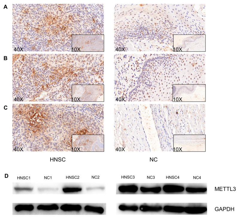 PMC9821157 – jcm-12-00155-f005