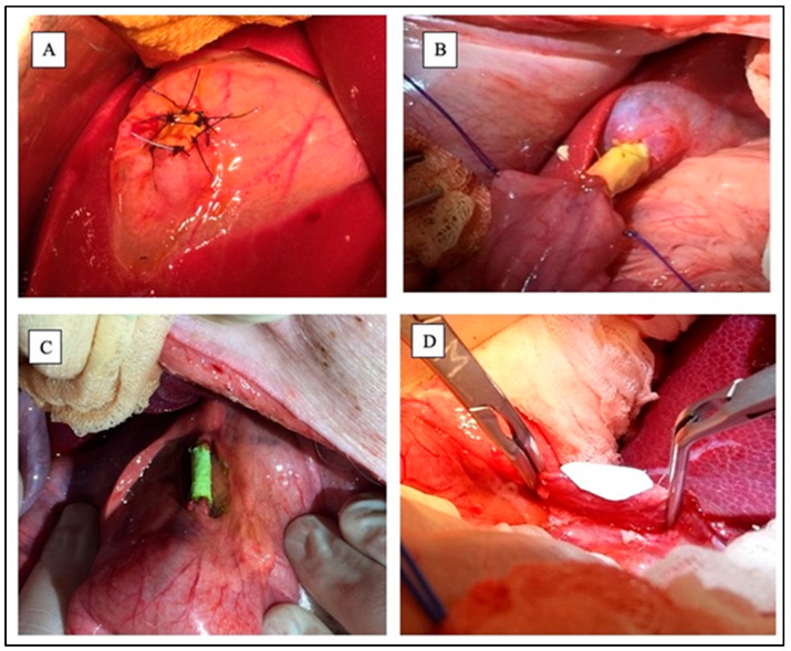 PMC12387130 – jfb-16-00297-f003