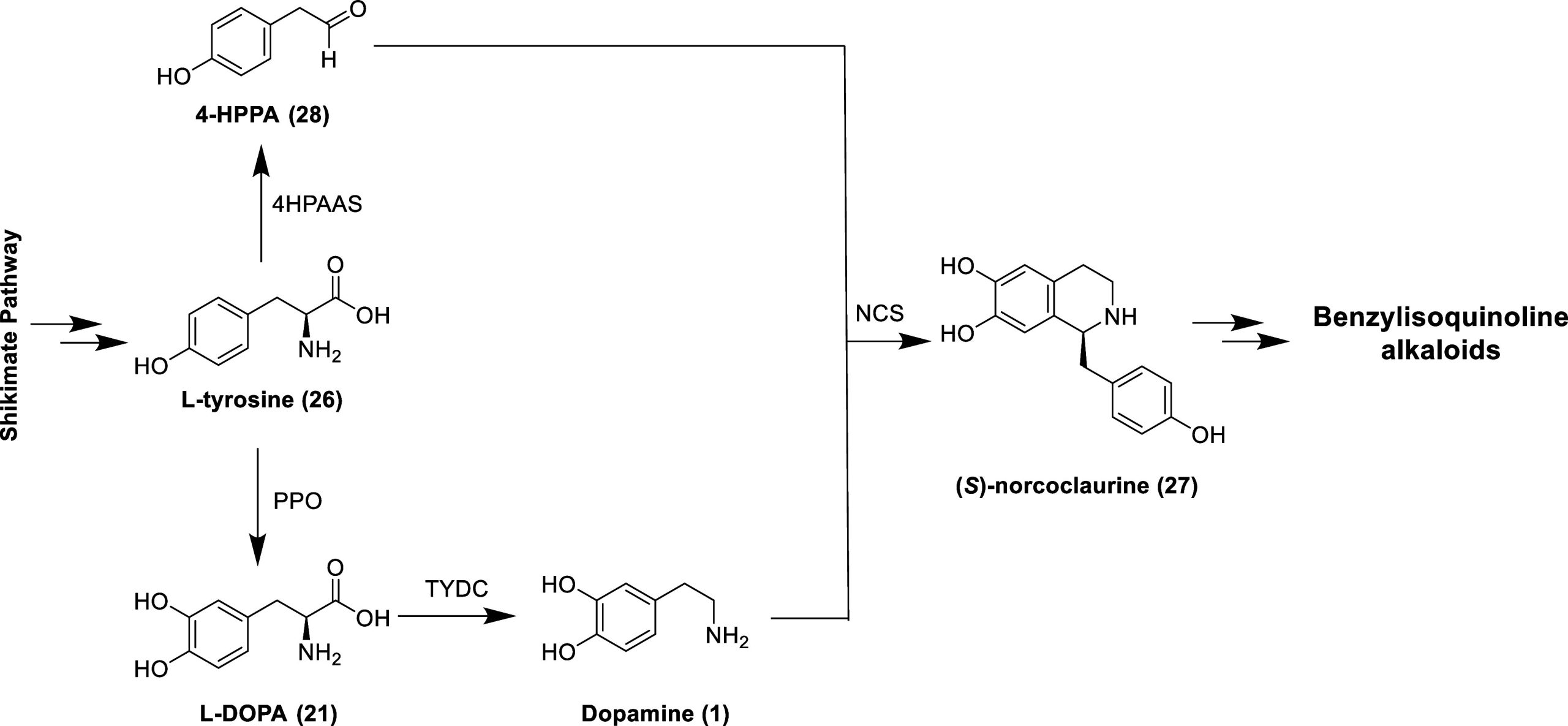 PMC11320586 – fig6