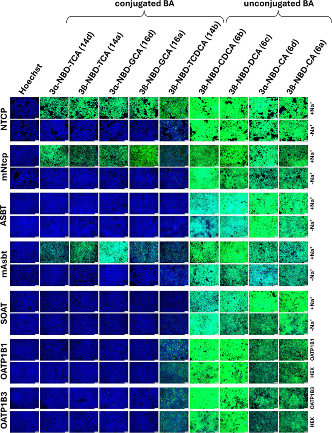 PMC12169615 – fig4
