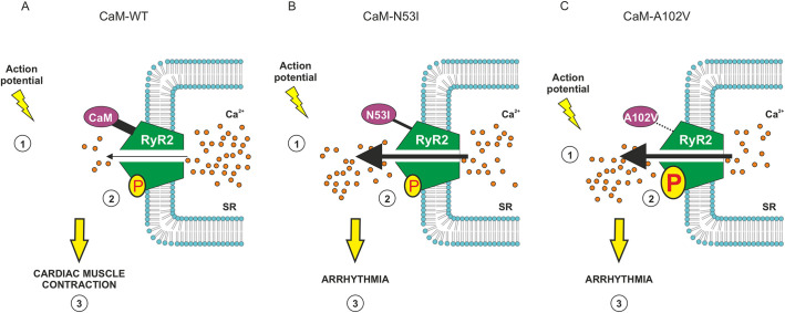 PMC8917356 – JCS258796F7