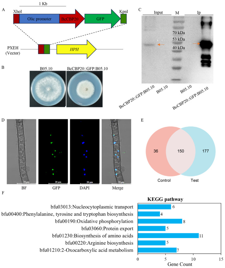 PMC12194085 – jof-11-00429-f001