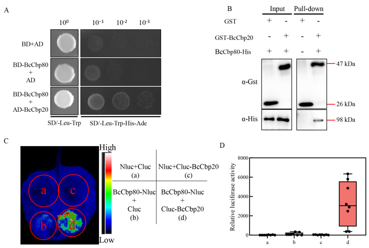 PMC12194085 – jof-11-00429-f002
