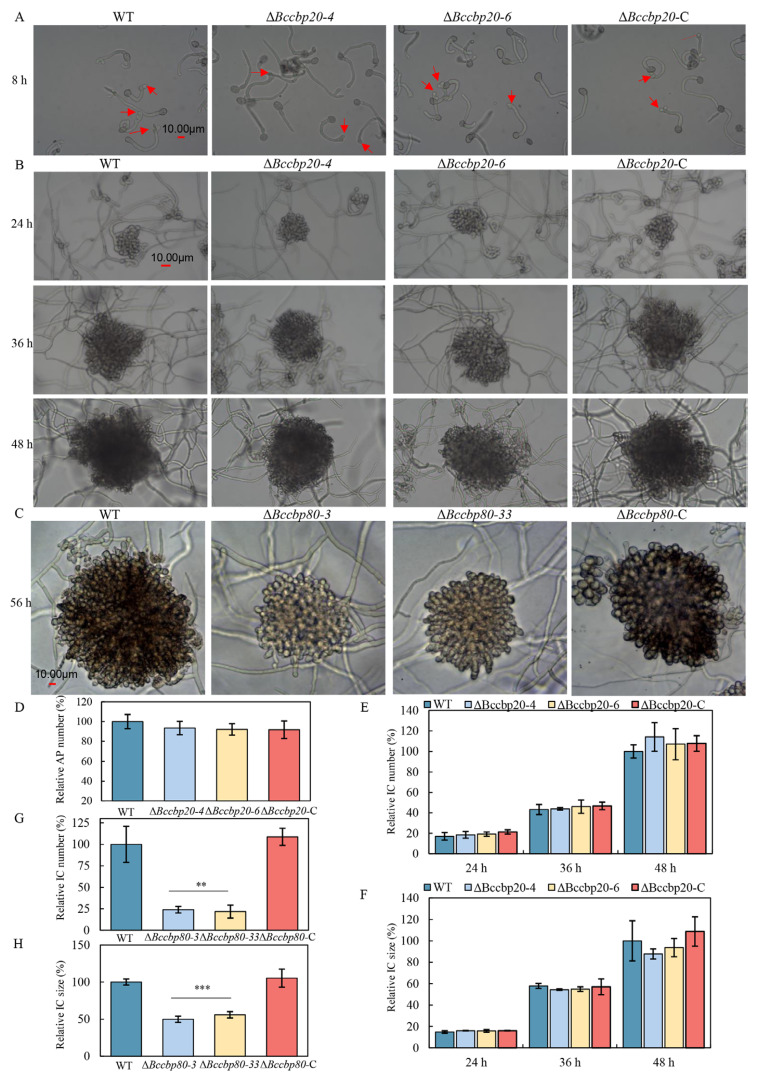 PMC12194085 – jof-11-00429-f008