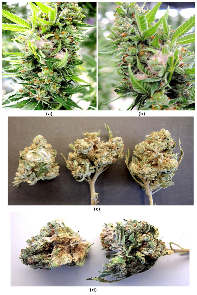 PMC12296103 – jof-11-00528-f001